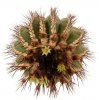 UEBELMANNIA pectinifera var. pseudopectinifera RNK 39, Trinta Réis, 2  -  3 cm, SEEDLING !!!