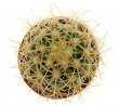 MELOCACTUS aff. harlowii (Sigua hill population)