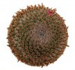 MAMMILLARIA crucigera