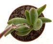 ADROMISCHUS filicaulis