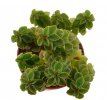 PEPEROMIA columella