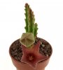 STAPELIA scitula