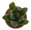 HAWORTHIA cv. Meteora