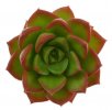 SEDEVERIA cv. Letizia