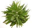 HAWORTHIA attenuata f. white variegate 