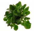 ADROMISCHUS alstonii FAB 443 ex Cipriani