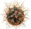 MELOCACTUS azureus 