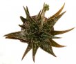 ALOE jucunda