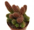 HUERNIA pillansii 