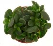 ADROMISCHUS marianae var. immaculatus ex Cipriani