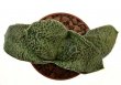 GASTERIA nitida P1393 ex Pavelka