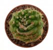 NOTOCACTUS uebelmannianus f. monstrosus