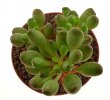 ADROMISCHUS schoenlandii ex Cipriani