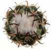 CORYPHANTHA tripugionacantha 