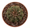 GYMNOCALYCIUM erinaceum B184, 2 pieces