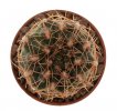 GYMNOCALYCIUM affine RER 527, S. Pedro Norte - Chuňa Huasi