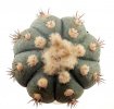 ECHINOCACTUS horizonthalonius var. subikii (white flower)