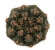 GYMNOCALYCIUM affine RER 532, 3km E of Totorillas