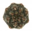 GYMNOCALYCIUM affine RER 542, El Jume - Pozo Nuevo