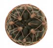 GYMNOCALYCIUM lepidum nom.nud., RER 461, Berrotoran