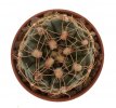 GYMNOCALYCIUM campestre RER 688, San Vincente