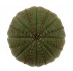 EUPHORBIA obesa ssp. symmetrica