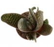 GASTERIA carinata cv. Snowstorm