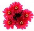 SULCOREBUTIA purpurea var. horacekii D 04, Laguna Molinero