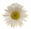 ECHINOCEREUS pullchelus var. sharpii