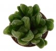 HAWORTHIA cv. Green Gem