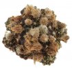 FRAILEA canapauri n.n.
