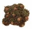 FRAILEA concepcionensis VoS 293