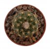 FRAILEA grahliana