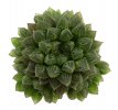 HAWORTHIA cv. Mirror Ball