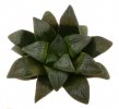 HAWORTHIA bayeri cv. Jupiter