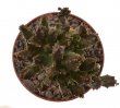 PSEUDOLITHOS mccoyi