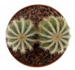 ERIOCACTUS magnificus f. albispinus