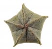 ASTROPHYTUM myriostigma  
