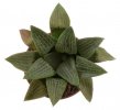 HAWORTHIA comptoniana f. Whitestone ex Tomandl, SEEDLING