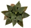 HAWORTHIA comptoniana x emelyae ex Tomandl, SEEDLING