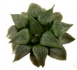 HAWORTHIA springbokvlakensis x comptoniana ex Tomandl, SEEDLING 