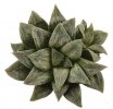 HAWORTHIA cv. Ginsekai