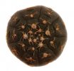 GYMNOCALYCIUM ragonesei ex Pavlik