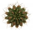 PYRRHOCACTUS saxifragus