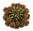 MATUCANA polzii