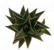 HAWORTHIA tortuosa