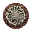DISCOCACTUS horstii, grafted seedling 2,5-3 cm