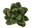 HAWORTHIA cv. Five Stars