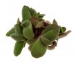 GASTERIA glomerata JDVG 144, Kouga River