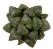 HAWORTHIA magnifica var. splendens ex Esoticando cl. 2